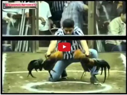 sworldwide sabong|international derby cockfighting videos.